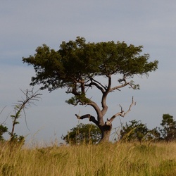 2015-05 South Africa/iMfolozi/DSC_0081.JPG
